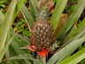 DSC06419